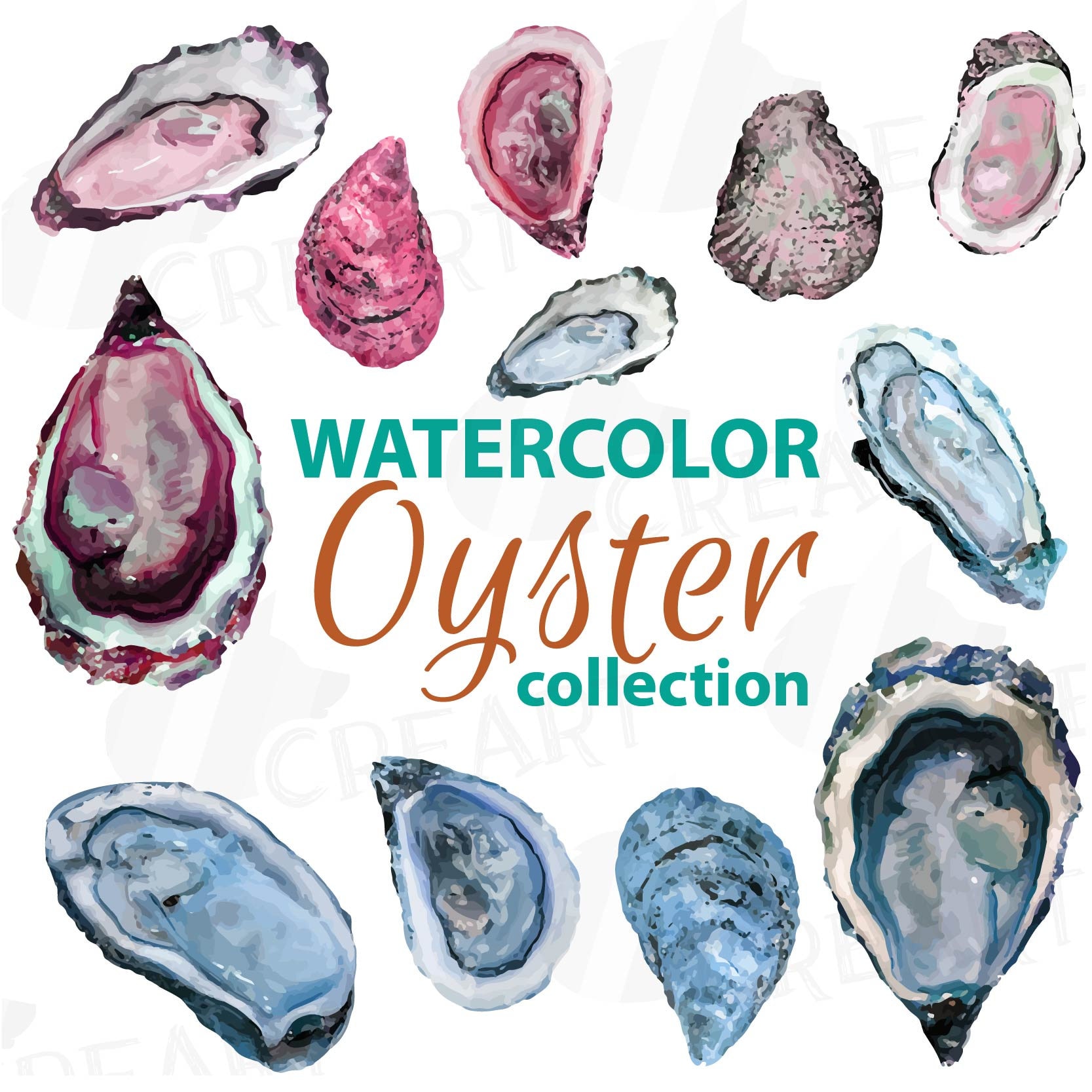 Oyster watercolor clip art pack, tropical collection. 