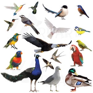 Pacchetto clipart di uccelli acquerellati, vettori per uso commerciale o personale, uccelli tropicali, uccelli marini (file vettoriali, png, jpg, silhouette studio).
