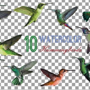 Puede incluir: Diez ilustraciones de colibr&iacute;es en acuarela en varias poses y colores. Los colibr&iacute;es se representan con detalles intrincados y matices vibrantes, mostrando la belleza de estas criaturas delicadas.