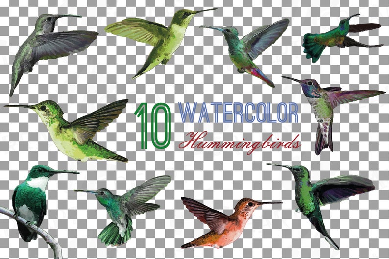 Puede incluir: Diez ilustraciones de colibr&iacute;es en acuarela en varias poses y colores. Los colibr&iacute;es se representan con detalles intrincados y matices vibrantes, mostrando la belleza de estas criaturas delicadas.