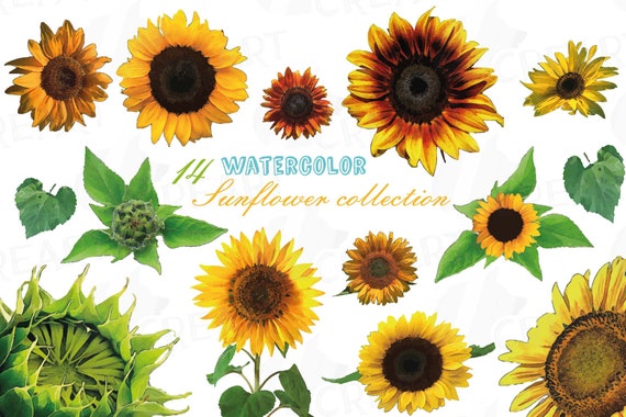 Download Sunflower Watercolor Clip Art Pack Vector Sunflower Wedding Etsy
