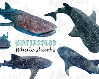 Aquarel walvishaai illustratiespakket, kleurrijke walviscollectie. Inclusief png-, jpg-, svg-, pdf-, vectorillustrator-, eps- en corelbestanden