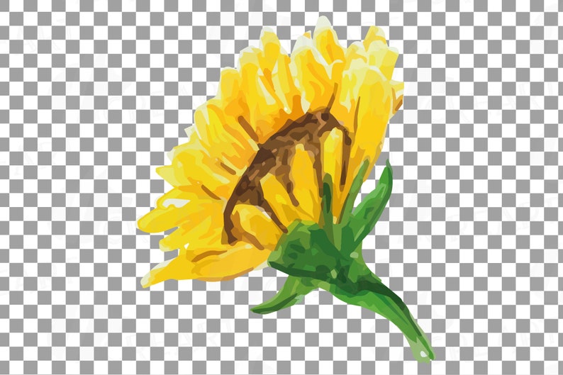 Download Jpg Sunflowers Watercolor Clip Art Pack 2 Floral Greenery Png Svg Sunflower Leaves Watercolor Sunflower Design Elements Vector Files Clip Art Art Collectibles