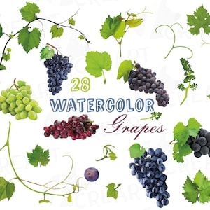 Grapes clip art watercolor wine grape, branch, flowers and leaves clip art pack, watercolor fall fruits, png, pdf, jpg, svg, vector files