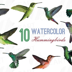 Watercolor Hummingbirds Clip Art: Tropical Bird PNG, SVG, EPS (Digital Files)