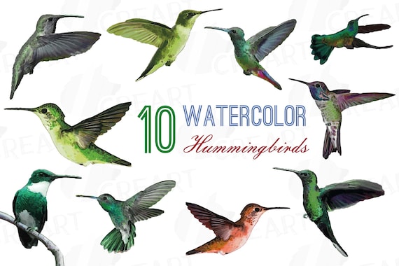 Download Hummingbirds Watercolor Clip Art Pack Tropical Exotic Birds Etsy