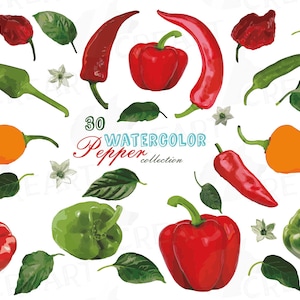 May include: A collection of 30 watercolor illustrations of peppers, including red, green, and orange bell peppers, chili peppers, and jalapenos. The illustrations are in a realistic style and feature detailed textures and colors.