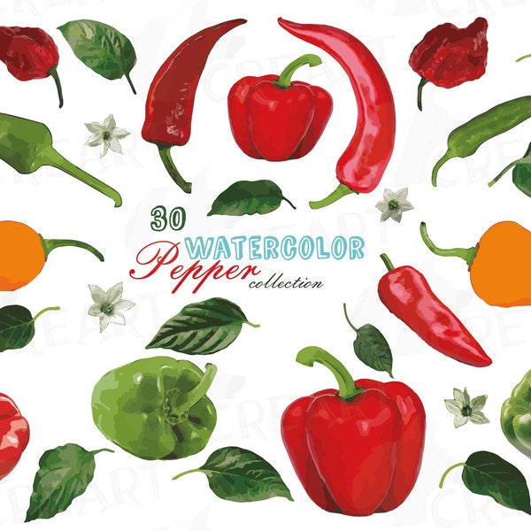 Watercolor peppers clip art pack, green and colorful peppers. Healthy Food, red paprika, bell pepper, png, jpg, svg, vector files included