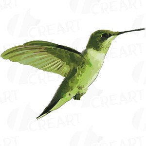 Puede incluir: Un colibr&iacute; verde con un pico largo y delgado est&aacute; en vuelo con las alas extendidas. El p&aacute;jaro est&aacute; sobre un fondo blanco.