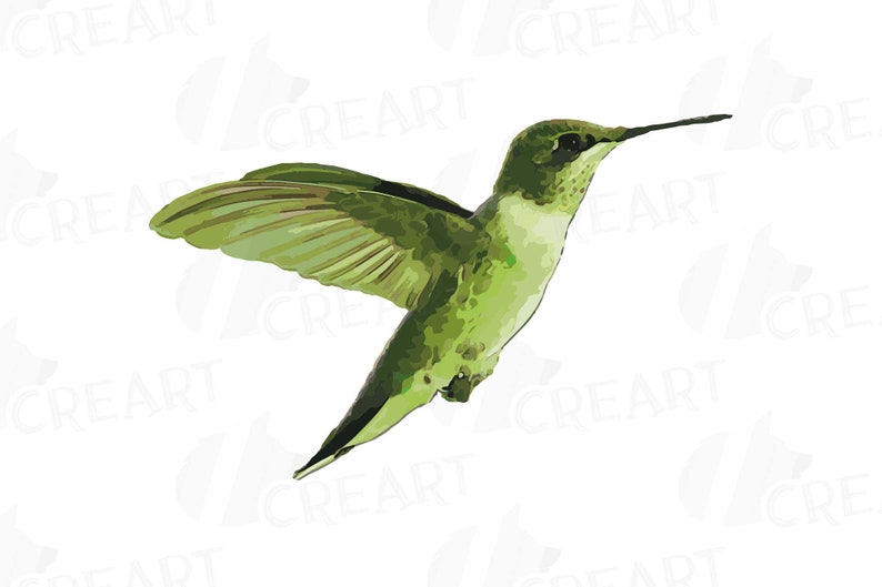 Puede incluir: Un colibr&iacute; verde con un pico largo y delgado est&aacute; en vuelo con las alas extendidas. El p&aacute;jaro est&aacute; sobre un fondo blanco.