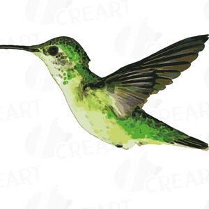 Puede incluir: Un colibr&iacute; verde con alas negras en vuelo. El colibr&iacute; tiene un pico largo y delgado y un cuerpo peque&ntilde;o.