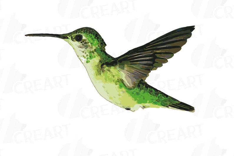 Puede incluir: Un colibr&iacute; verde con alas negras en vuelo. El colibr&iacute; tiene un pico largo y delgado y un cuerpo peque&ntilde;o.