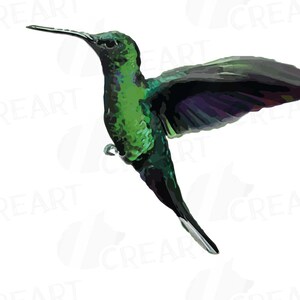 Puede incluir: Un colibr&iacute; verde con alas iridiscentes en vuelo sobre un fondo blanco.