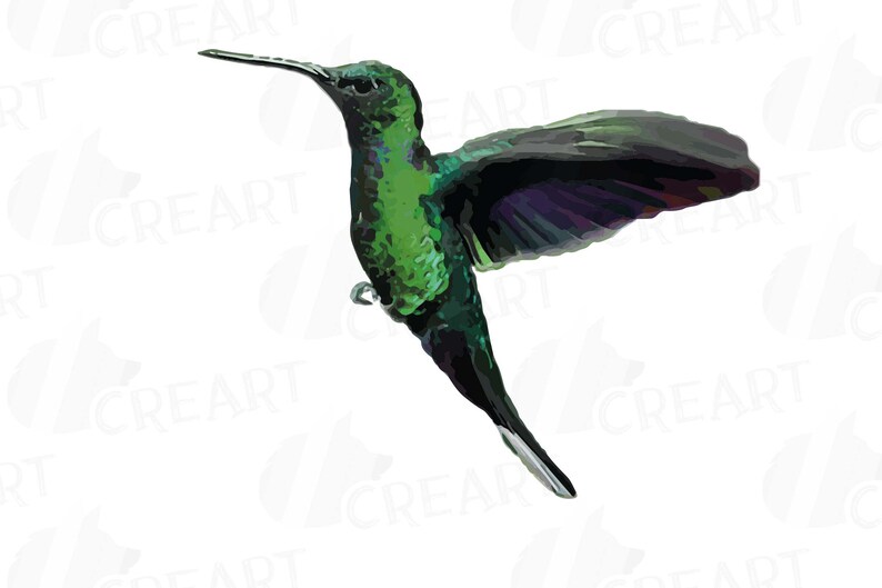 Puede incluir: Un colibr&iacute; verde con alas iridiscentes en vuelo sobre un fondo blanco.