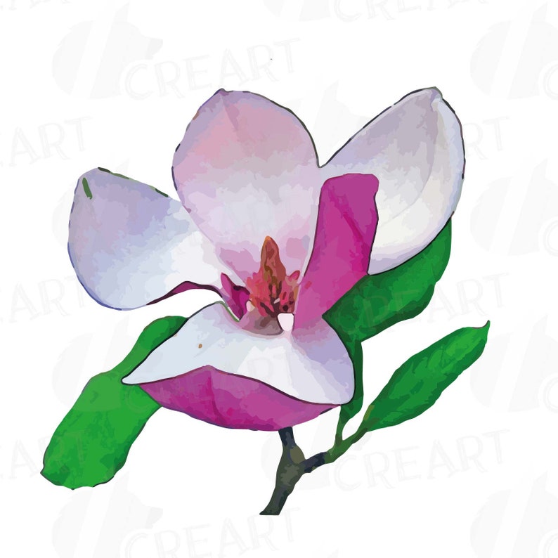 Download Magnolias Clip Art Svg Watercolor Pink Magnolia Flower And Leaf Clip Art Pack Vector Illustrator Corel Files Included Jpg Png Clip Art Art Collectibles Keyforrest Lt
