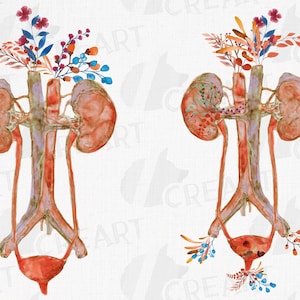 Könnte beinhalten: Zwei Aquarell-Illustrationen des menschlichen Harnsystems mit floralen Akzenten. Die Illustrationen sind in Rot-, Orange-, Gelb-, Blau- und Grüntönen gehalten. Die Blumen sind stilisiert und fantasievoll.