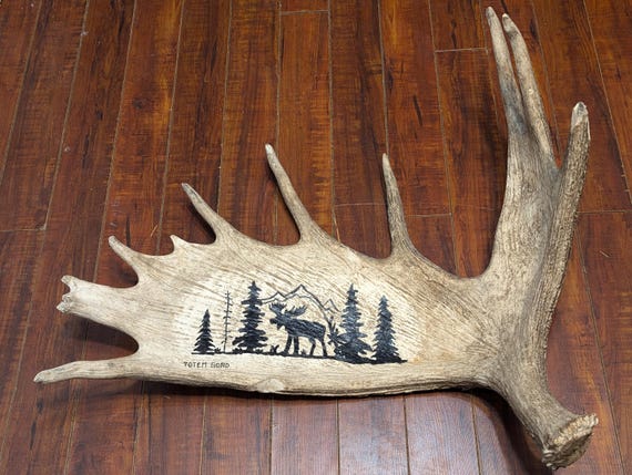 Real moose antler with moose forest scene painting 23 x 26 inches home decor, rustic, cabin, man cave or lodge Father's Day gift