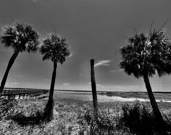 One For the Road, Paynes Prairie Preserve, Black and White Print