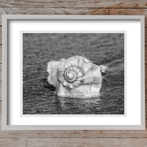 May include: A black and white photograph of a seashell on a beach. The seashell is large and has a spiral pattern. The beach is wet and sandy.