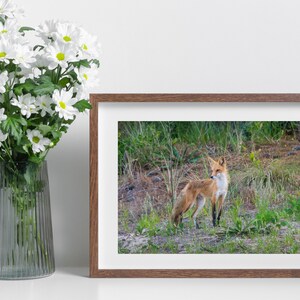Mama Fox 8972, Authentic Outer Banks Photography, Outer Banks Wildlife, OBX Print