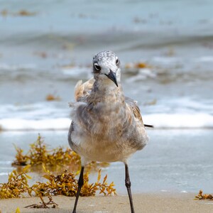 Curious Gull 0472, OBX Photography, Coastal Art, Authentic Outer Banks Art, Bird Art image 2