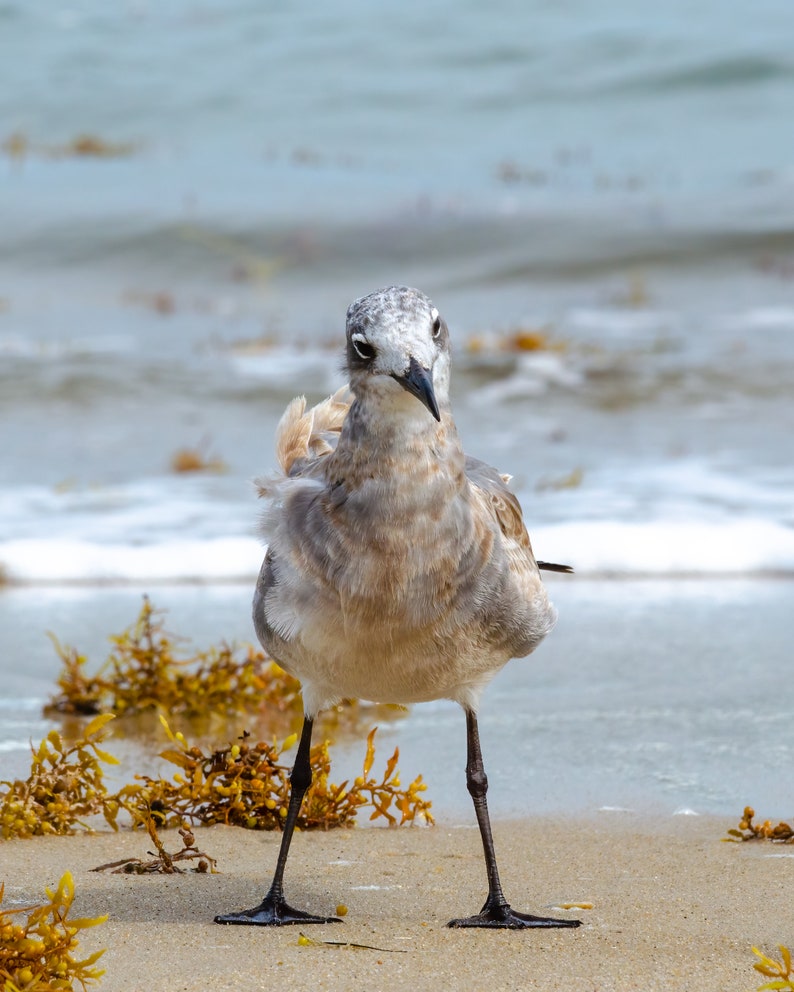 Curious Gull 0472, OBX Photography, Coastal Art, Authentic Outer Banks Art, Bird Art image 2