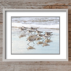 Sanderlings on the Run 0834, OBX Photography, Coastal Art, Authentic Outer Banks Art, Bird Art