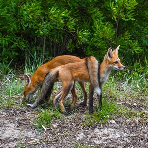Little Fox Tails 9603, Authentic Outer Banks Photography, Outer Banks Wildlife, OBX Print