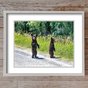 Baby Bears 3921, Authentic Outer Banks Photography, Outer Banks Wildlife, OBX Print