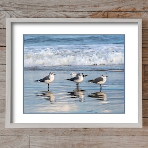 Gulls and Reflections 6736, OBX Photography, Coastal Art, Authentic Outer Banks Art, Bird Art