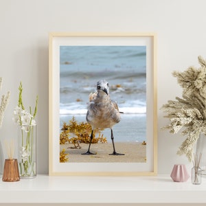 Curious Gull 0472, OBX Photography, Coastal Art, Authentic Outer Banks Art, Bird Art image 1