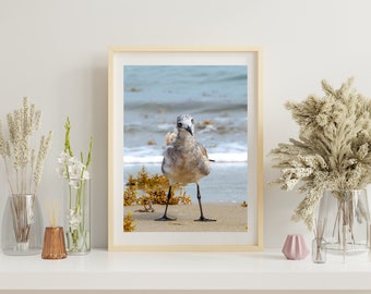 Curious Gull 0472, OBX Photography, Coastal Art, Authentic Outer Banks Art, Bird Art