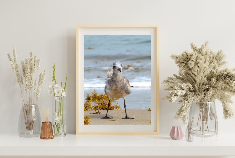 Curious Gull 0472, OBX Photography, Coastal Art, Authentic Outer Banks Art, Bird Art image 1