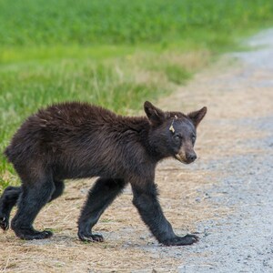 Dirty Little Bear 4278, Authentic Outer Banks Photography, Outer Banks Wildlife, OBX Print