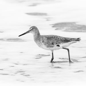 Wading Willet Black and White 8972, Outer Banks Art, OBX Photography, Authentic Outer Banks Art, Bird Art