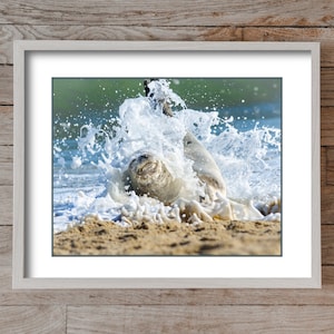 Seal Splash 0133, Authentic Outer Banks Photography, Outer Banks Wildlife, OBX Print