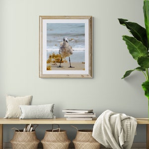 Curious Gull 0472, OBX Photography, Coastal Art, Authentic Outer Banks Art, Bird Art image 3