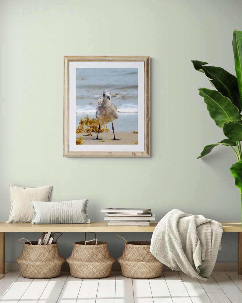 Curious Gull 0472, OBX Photography, Coastal Art, Authentic Outer Banks Art, Bird Art image 3