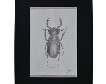 Beetle, Original Hand Drawn Illustration