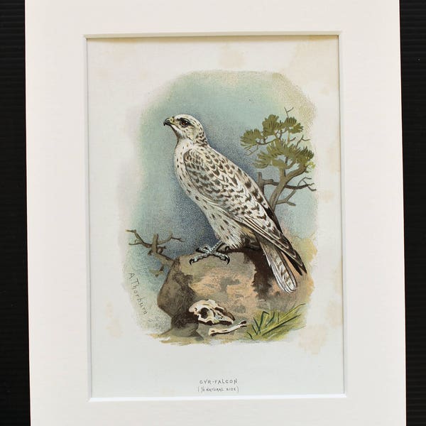 Gyr Falcon Antique Bird Print - Archibald Thorburn Original 1883 Chromolithograph, Mounted/ Matted Reading for Framing