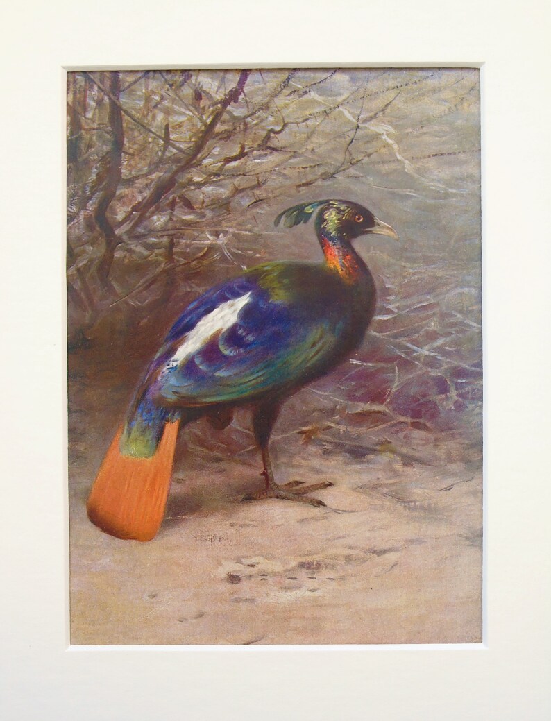 impeyan monal pheasant impeyan monal pheasant