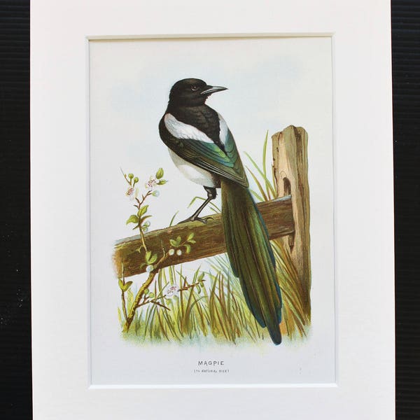 Magpie Antique Bird Print - Archibald Thorburn Original 1883 Chromolithograph, Mounted/ Matted Reading for Framing