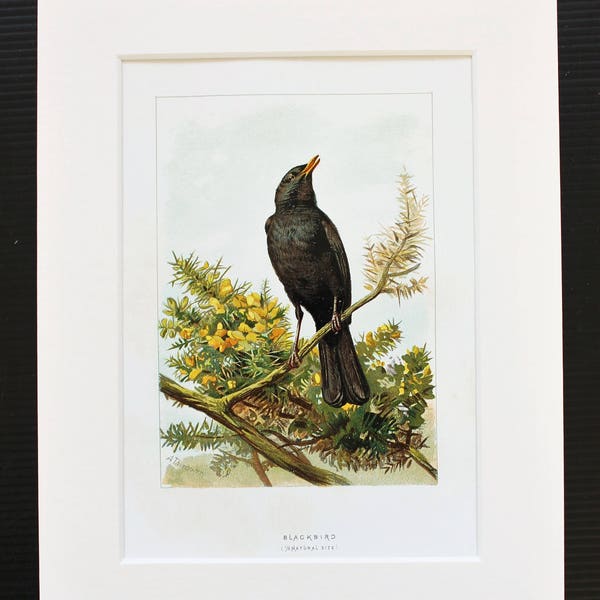 Blackbird Antique Bird Print - Archibald Thorburn Original 1883 Chromolithograph, Mounted/ Matted Reading for Framing