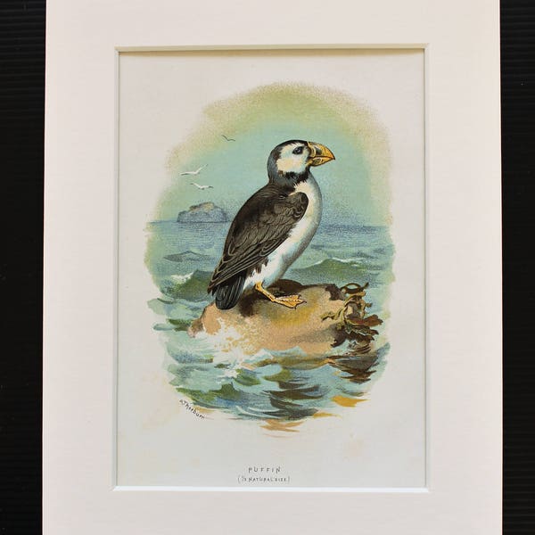 Puffin Antique Bird Print - Archibald Thorburn Original 1883 Chromolithograph, Mounted/ Matted Reading for Framing