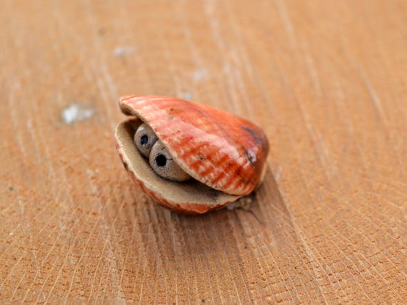 Mini ceramic shell Maeva