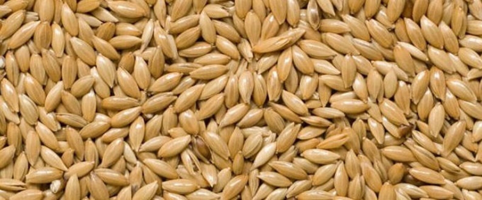 Canary Seed Alpiste for Human Consumption 4 lb Freshly Etsy
