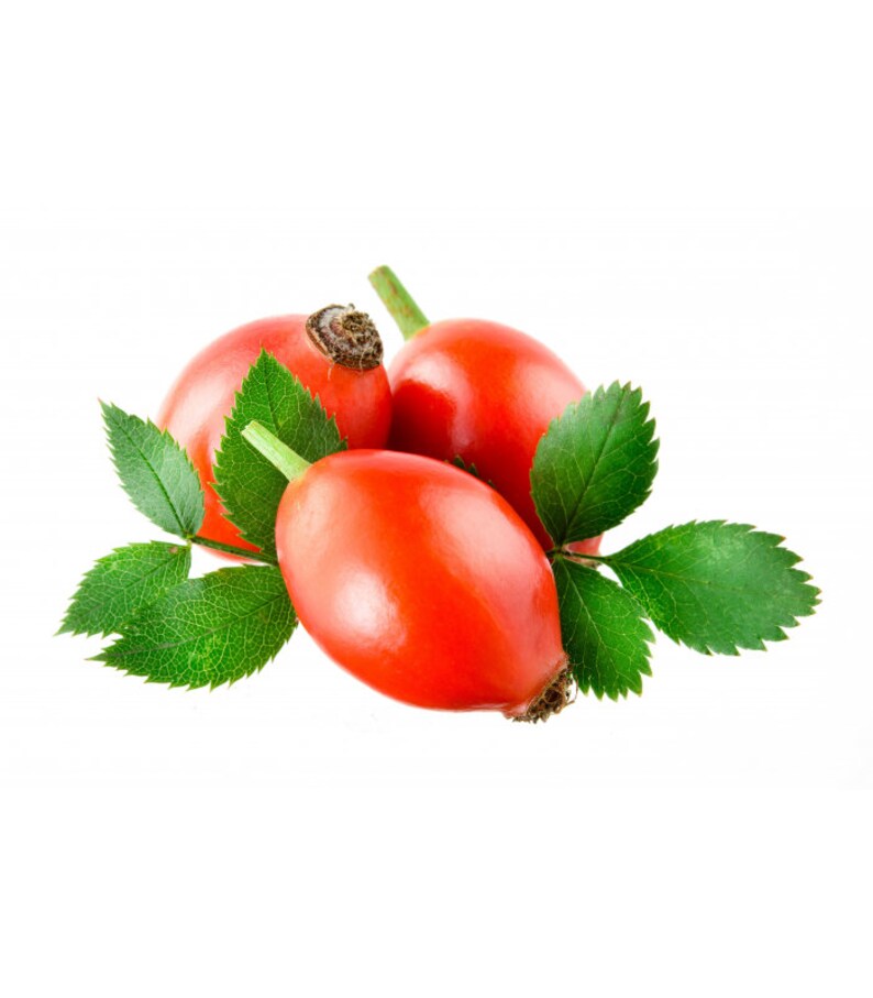 Картинка шиповник на белом фоне