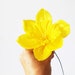 see more listings in the Ranunculus/Daffodils section