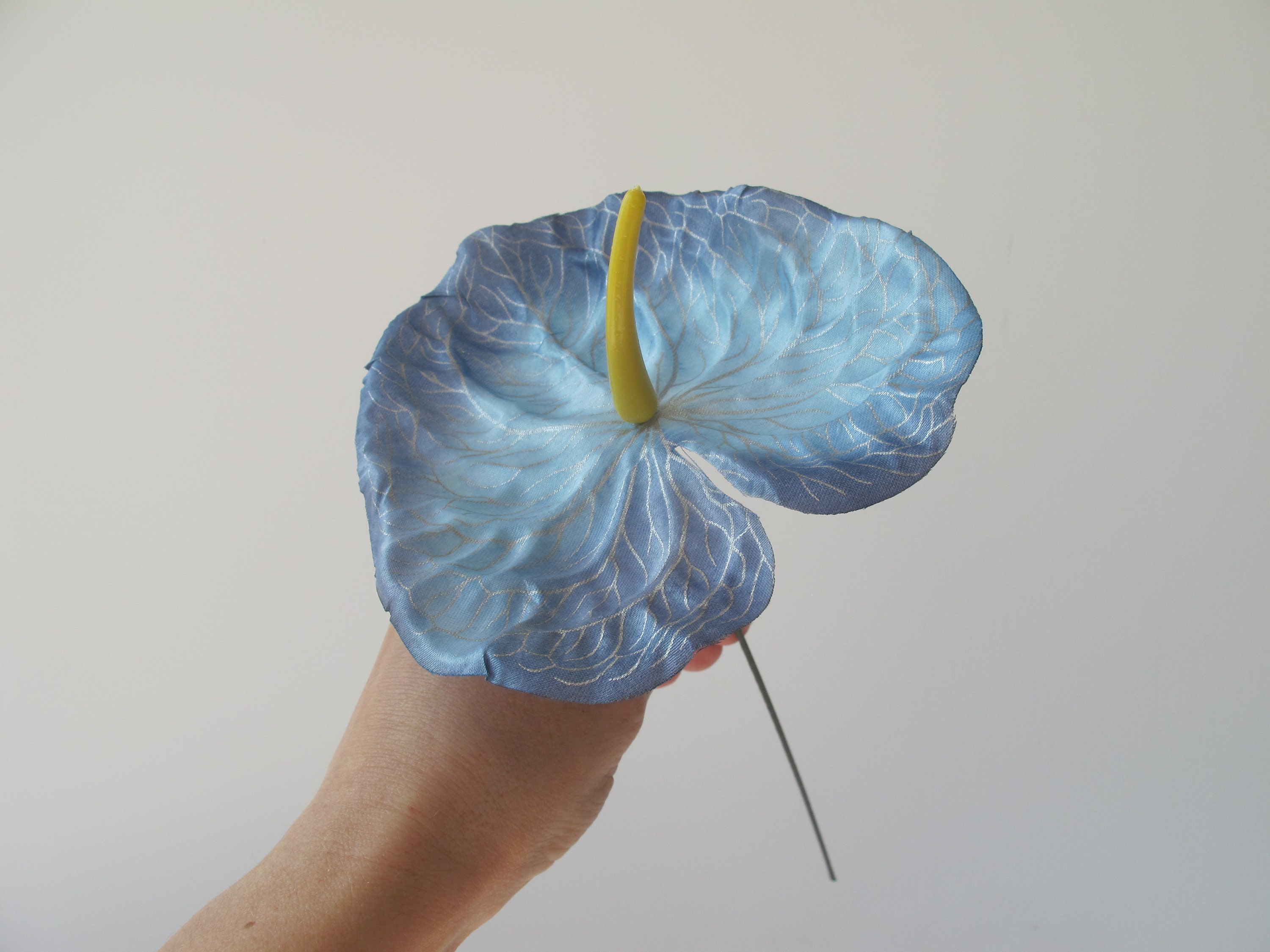 luxurians anthurium Anthurium luxurians (Quilted Hearts Anthurium)  Secret Garden Plant Shop