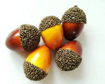 May include: Five brown and yellow acorns with a textured, brown cap. The acorns are arranged in a cluster on a white background.